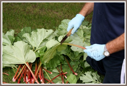 Removing the leaves from the rhubarb stalks