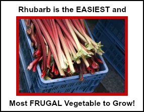 Rhubarb is the Easiest and the Most Frugal Veggie to Grow