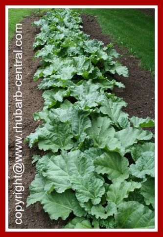 Rhubarb Garden in Springtime