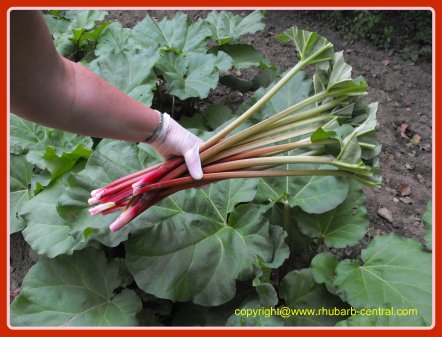 Cutting Rhubarb