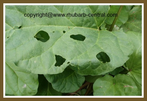 Holes in Rhubarb Leaves Slug Damage Rhubarb Pest