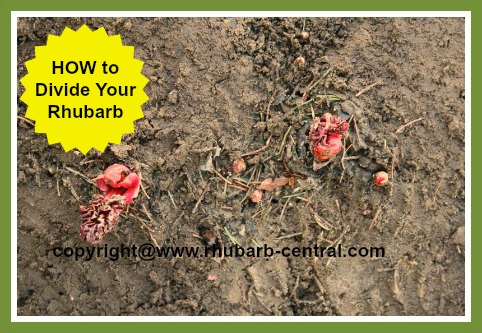 Dividing Rhubarb Crowns /Rhizomes /Roots in the Spring or the Fall
