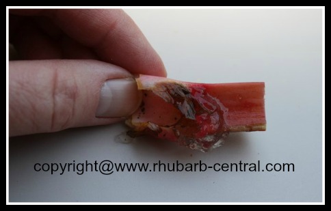 Jelly Like Substance on Rhubarb Curculio Beetle Rhubarb Pest