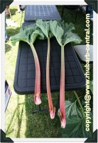 Longest Rhubarb Stalk Contest