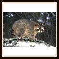 How to Keep Racoons Away with Natural Repellant - Recipe