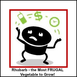 MOST FRUGAL FOOD to Grow in your Garden - RHUBARB!