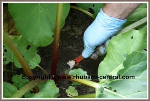 HOW to pick rhubarb at RhubarbCentral.com