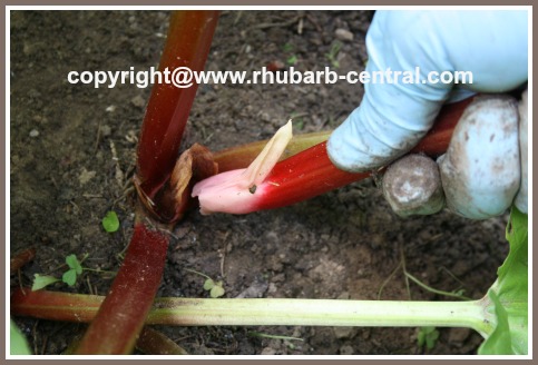 Picking the Rhubarb /Harvest Time for Rhubarb
