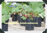 Potted Rhubarb for sale at Rosy Rhubarb Festival in Shedden, Ontario