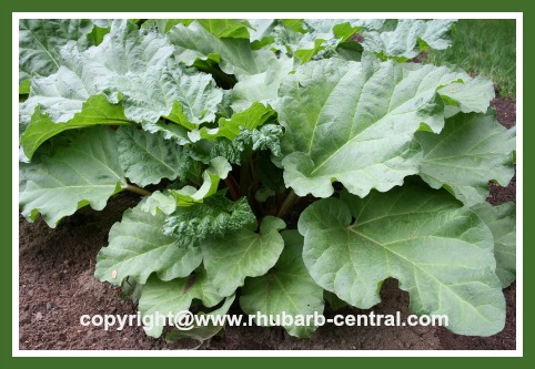 How to Care for YOUR Rhubarb Garden