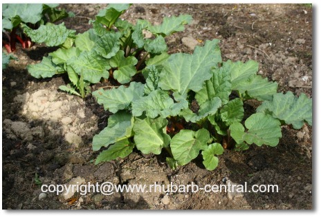 Picture of Rhubarb Gardening
