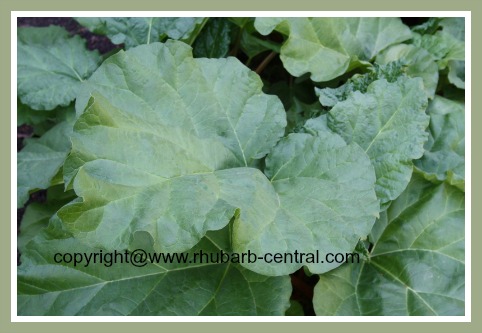 Rhubarb Plant Leaves  Rhubarb Plant Leaves