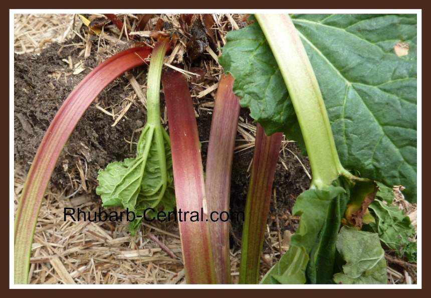 Is it Rhubarb Crown Rot? Rhubarb Leaves are Shrivelling, Wilting