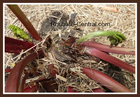 Rhubarb Leaves are Shrivelling