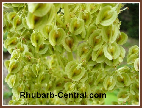 Rhubarb Seeds Picture by Katie Ries