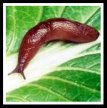 Rhubarb Pests - Slugs